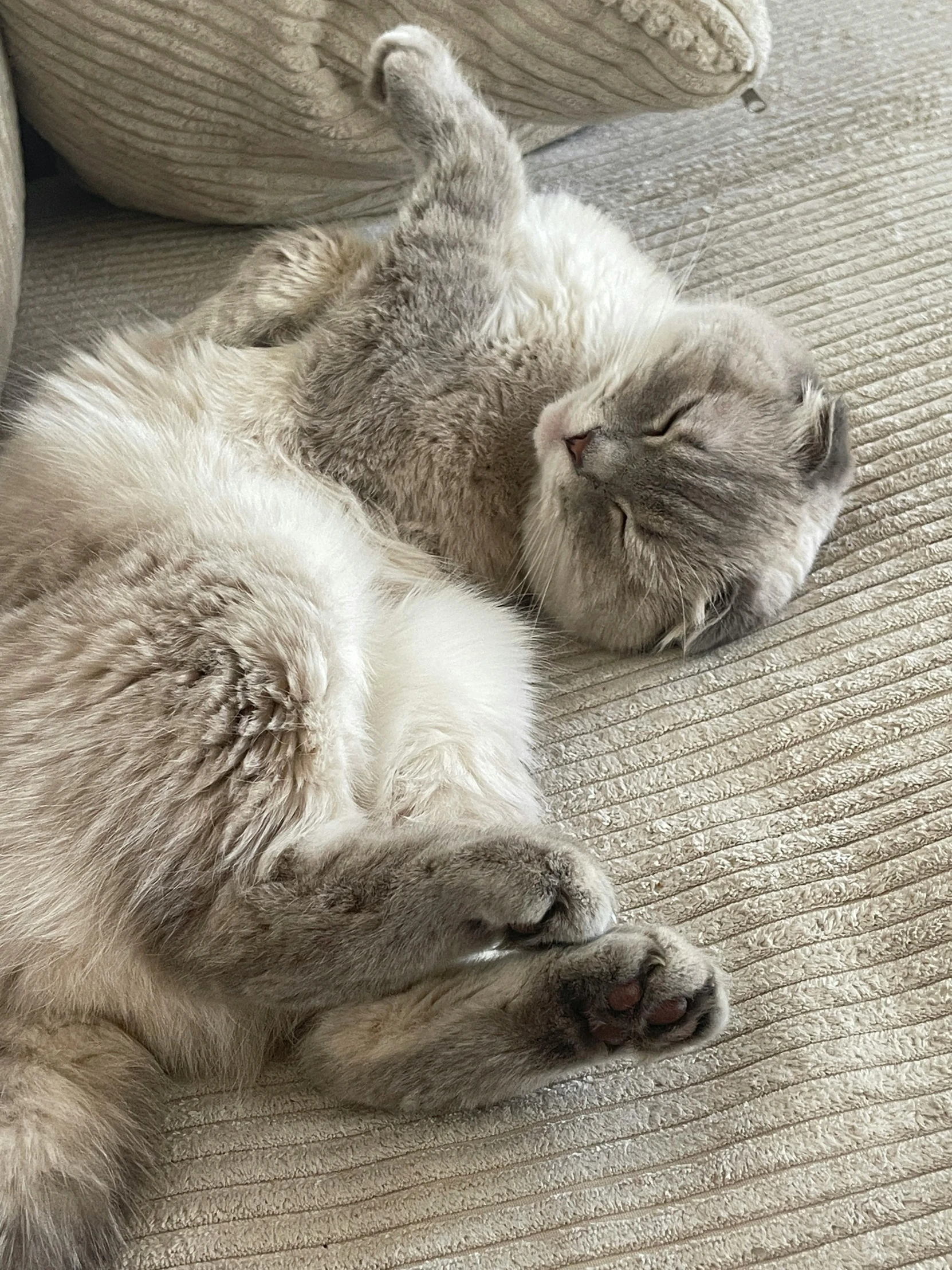 a cat lying on top of a couch