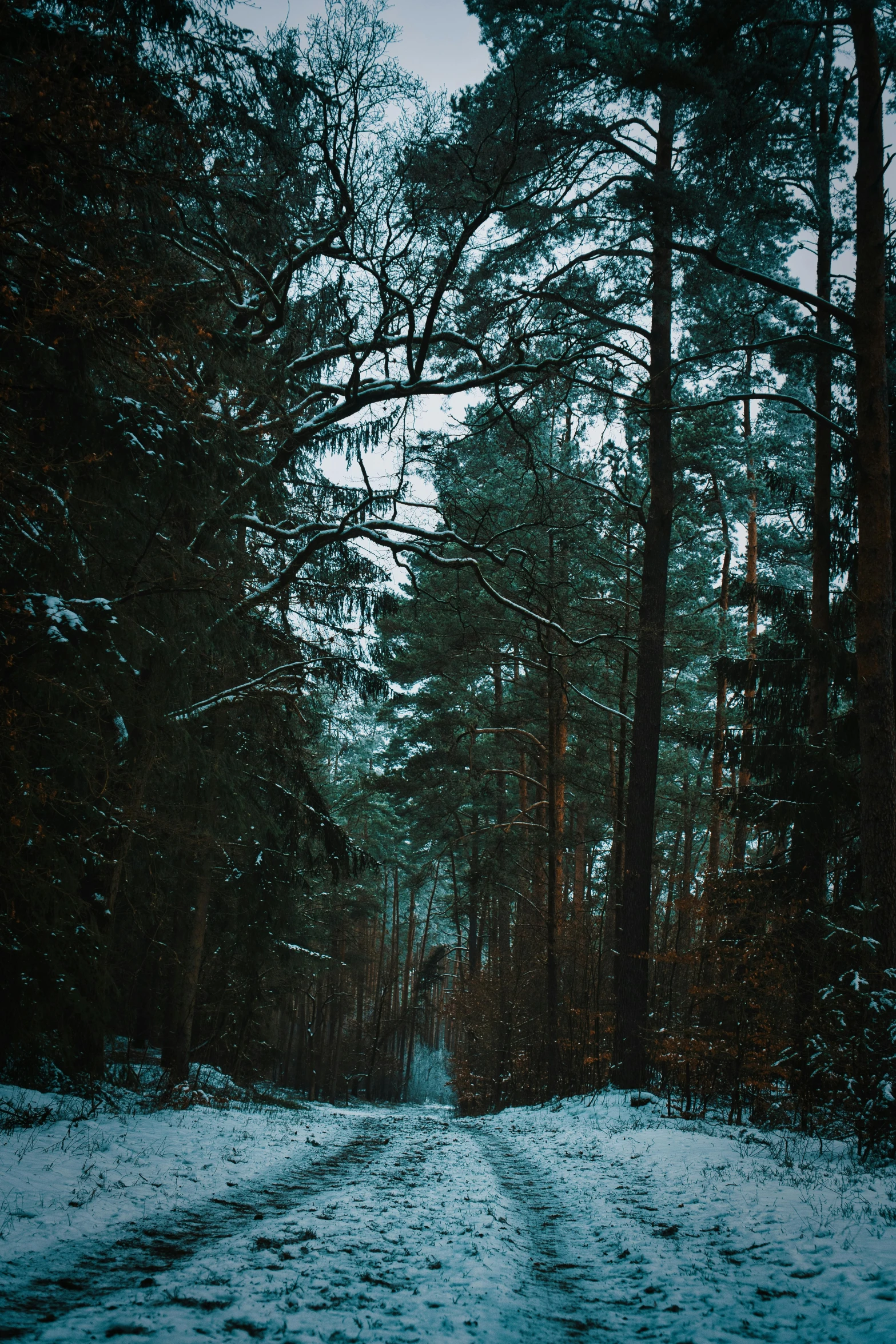 a road in the woods in winter with snow on it