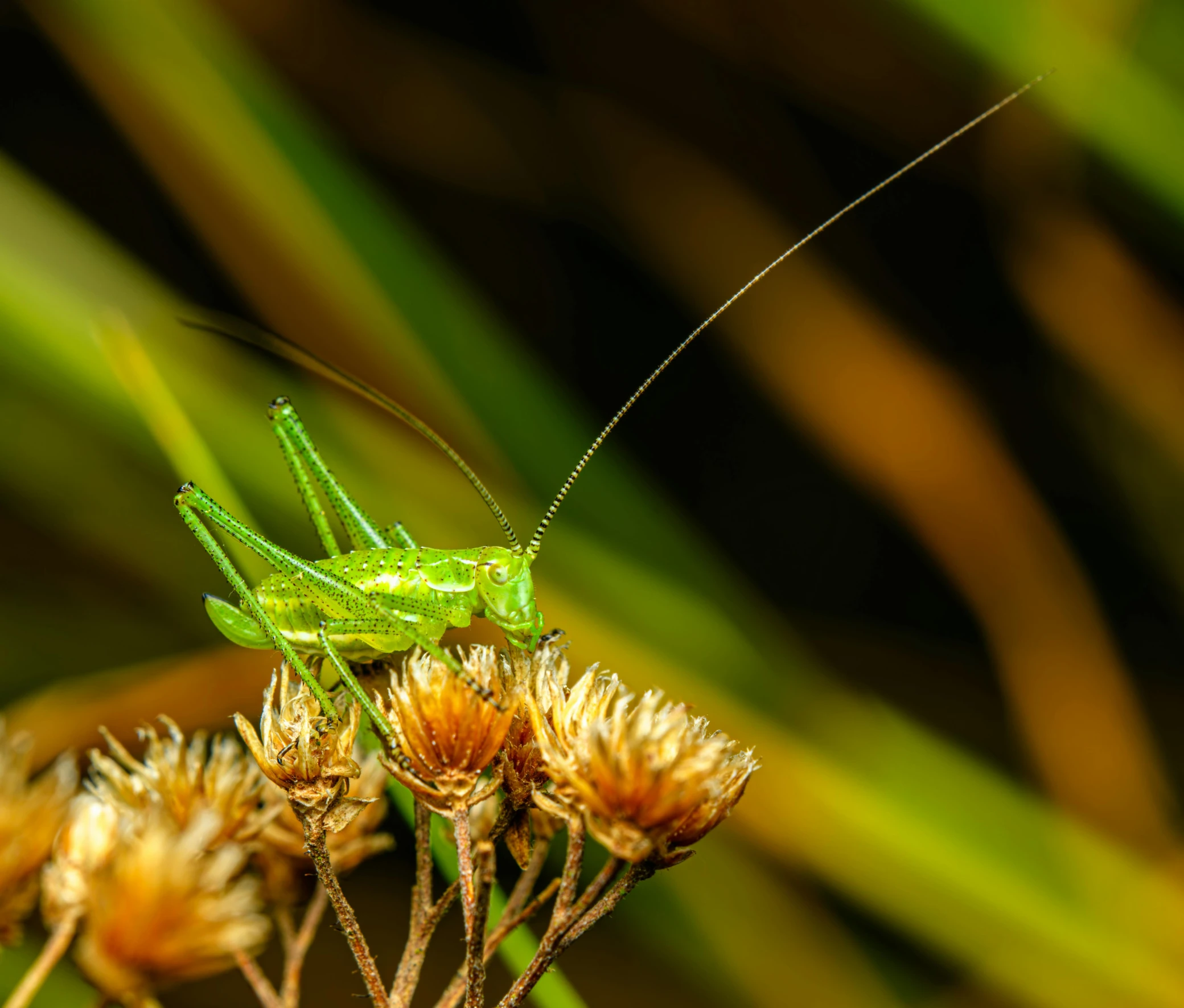 a praying mantissa resting on top of flowers