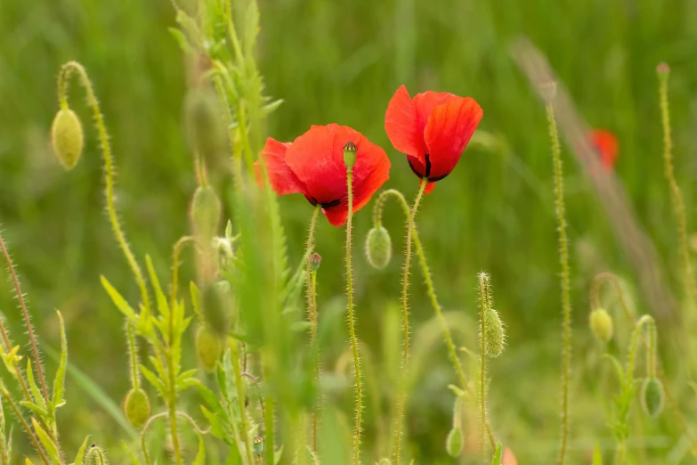 two red poppys with long thin green stalks