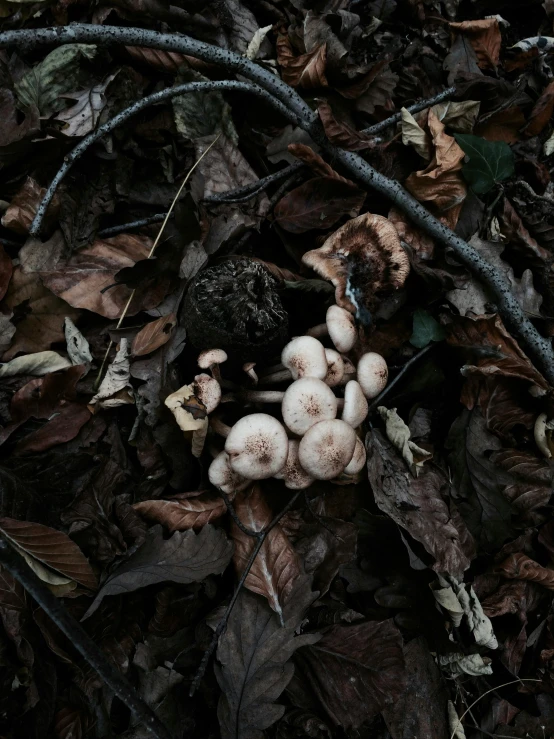 a group of mushrooms are among the leaves