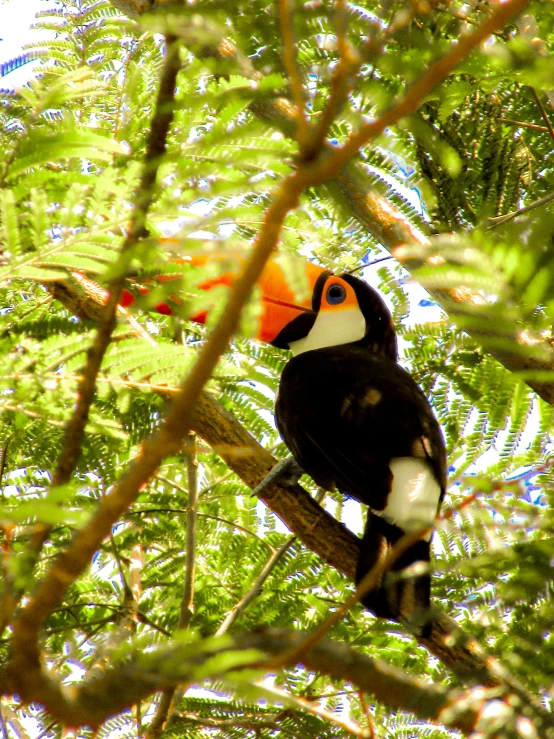 a toucan bird perches on a nch in a tree