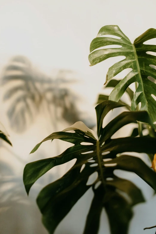 a plant with green leaves is seen in the image