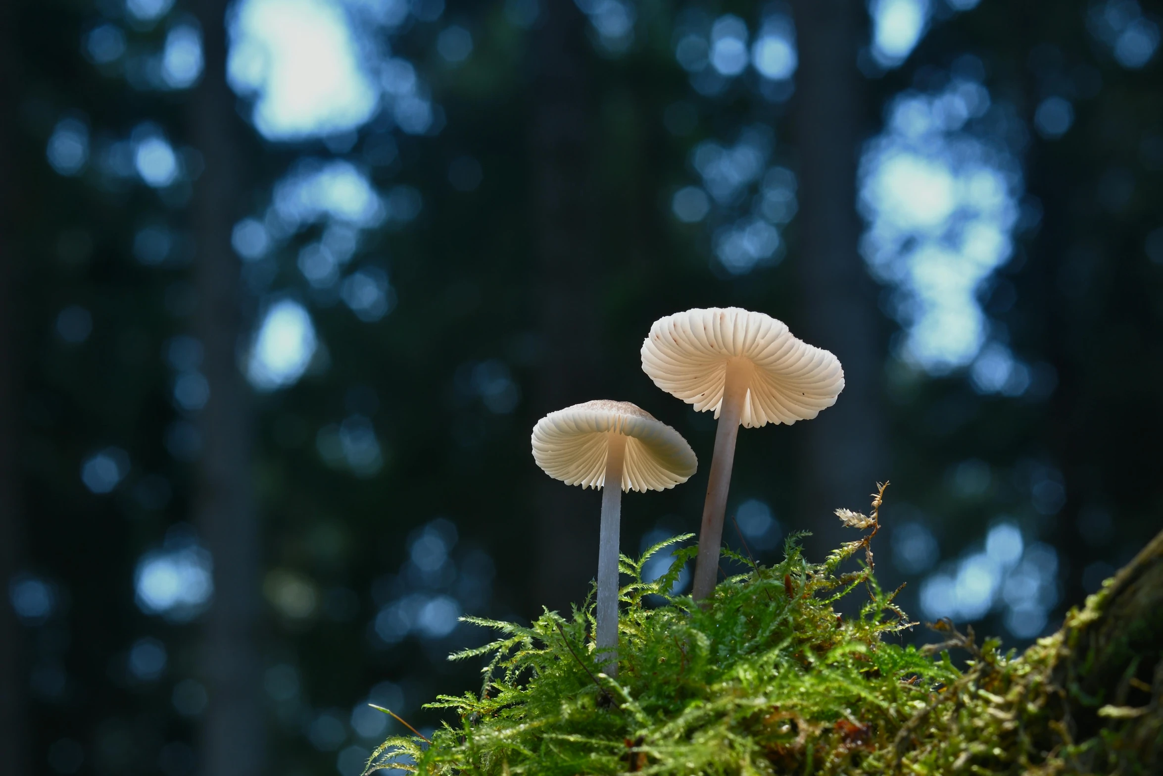 some small mushrooms are growing out of the moss