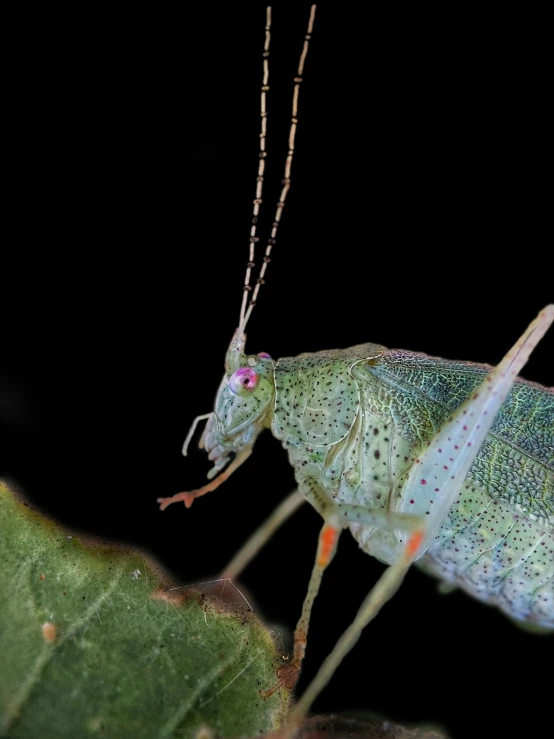 a close up view of a praying bug