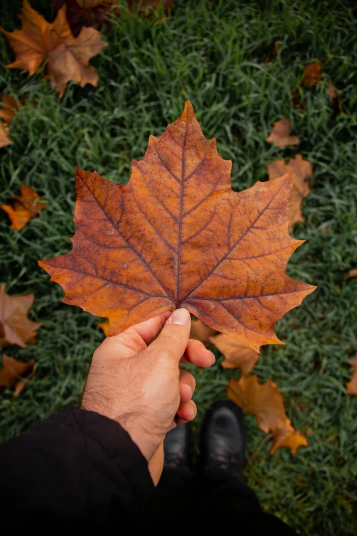 a person holding onto a single leaf