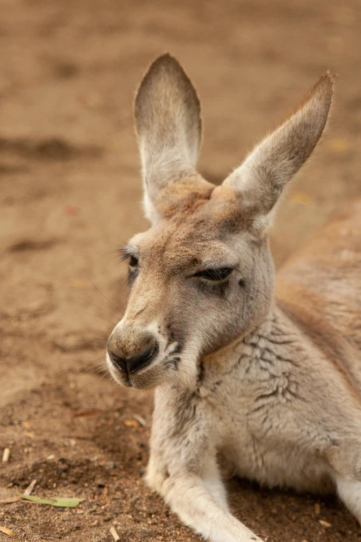 an adult kangaroo laying on the ground looking at soing