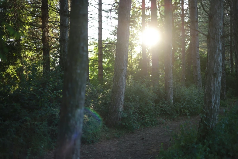 a sunbeam peeks from between the trees as a trail winds through it