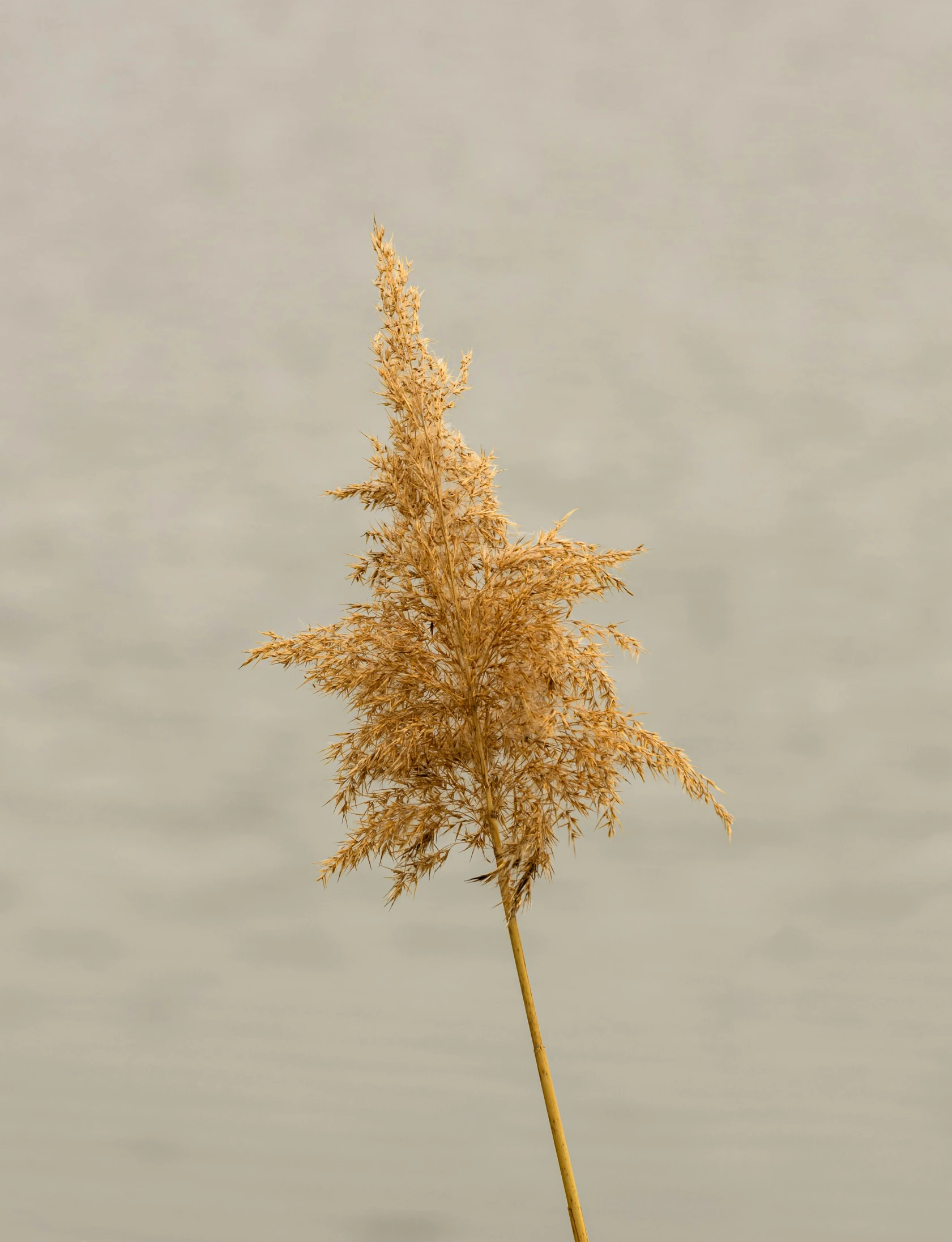 a yellow flower is in a clear vase