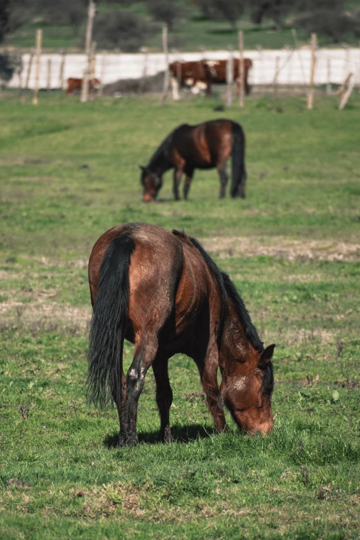 two brown horses are eating some green grass