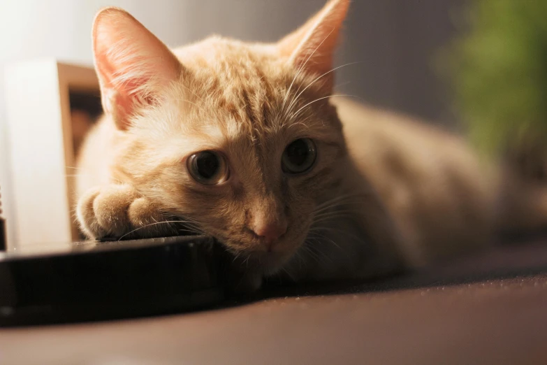 the orange cat has big ears and is resting on the desk next to the laptop