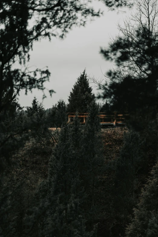 trees and bench on the side of a hill