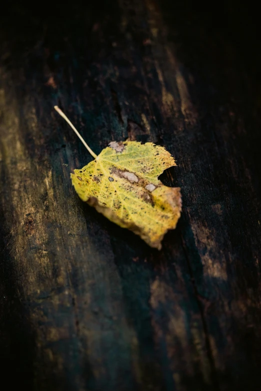 a leaf with an insect on it laying on a table