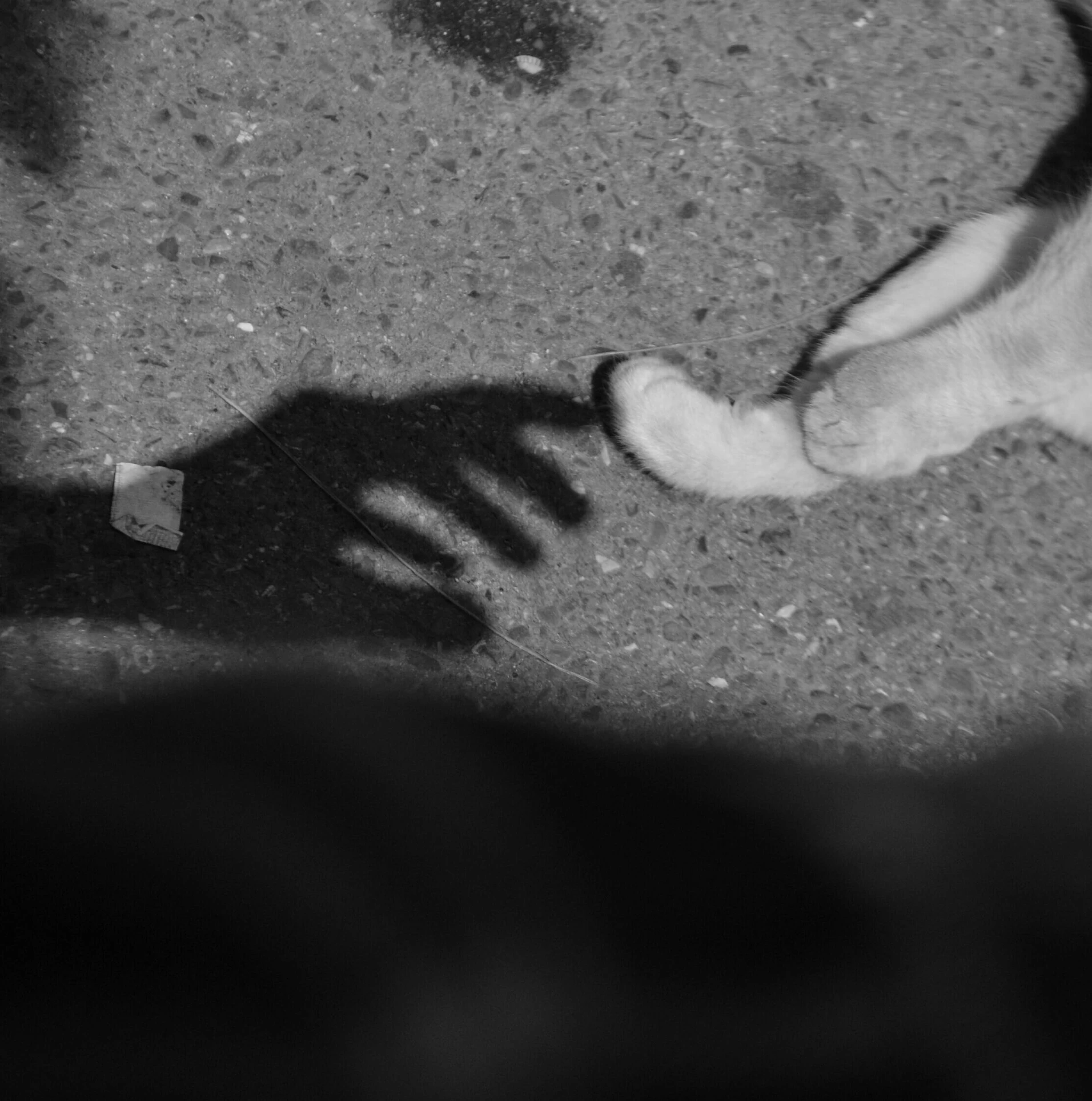 a dog paw and paw print on concrete