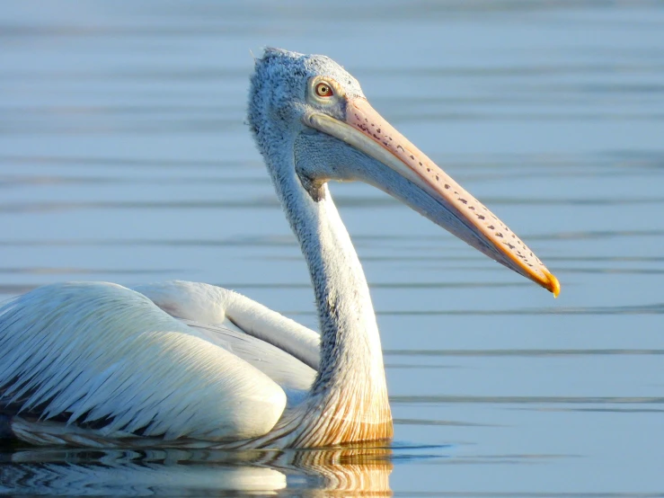 the bird is swimming alone in the water