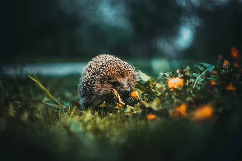 an adorable hedgehog hiding in the middle of a grassy field