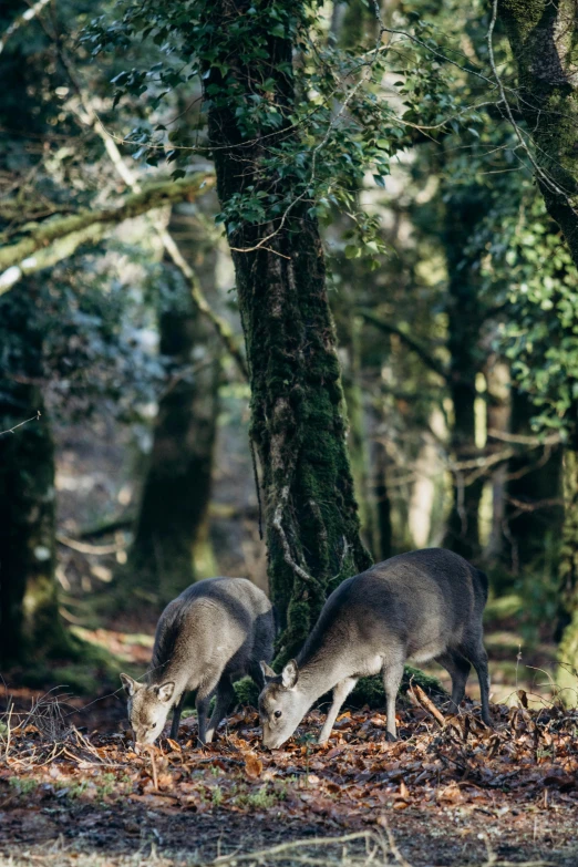 two animals that are standing in the dirt