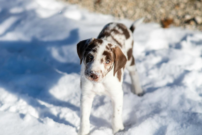 an adorable puppy walking through the snow