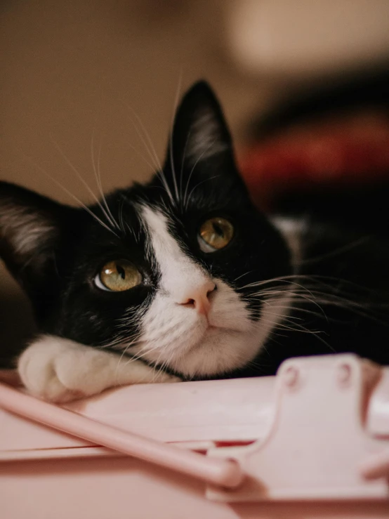 a cat lies down on top of some items