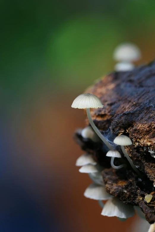 mushrooms growing from the ground on a nch