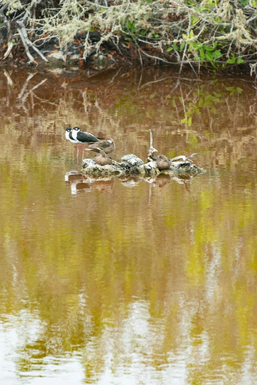 a group of ducks sit in a body of water