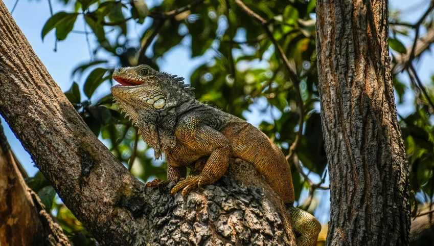 a large lizard sits on the top of a tree