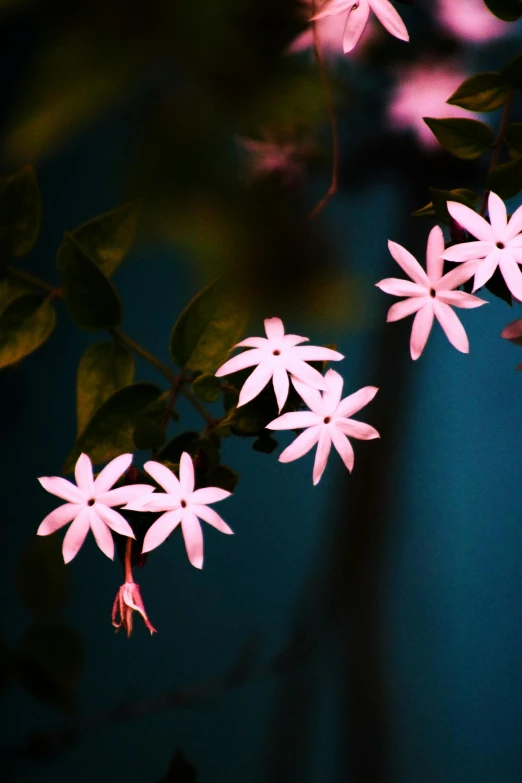 pink flowers with bright pink petals are illuminated by a green background