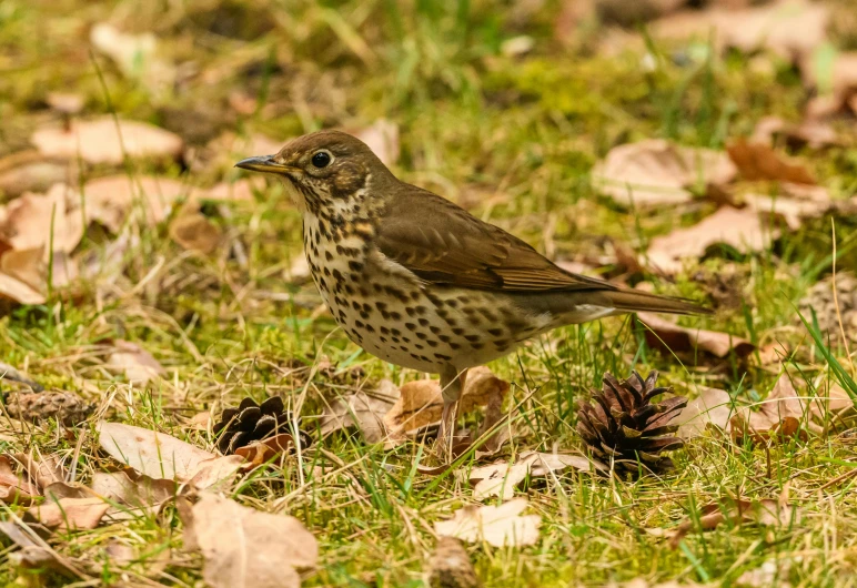 small brown bird sitting in grass next to pine cones