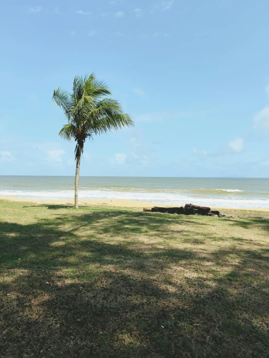 a palm tree and the ocean on a clear day