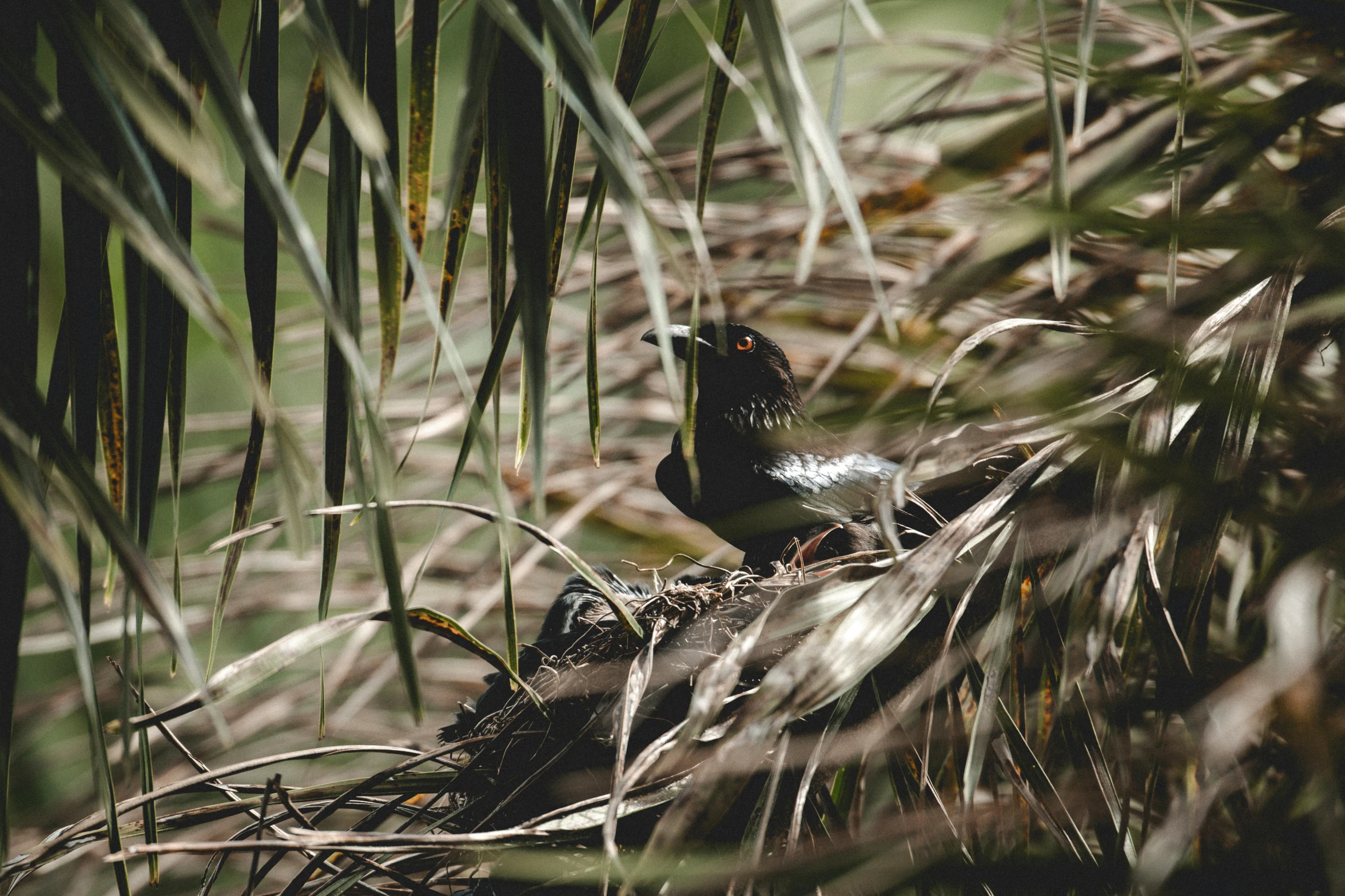 an image of the bird sitting on its nest in the palm tree