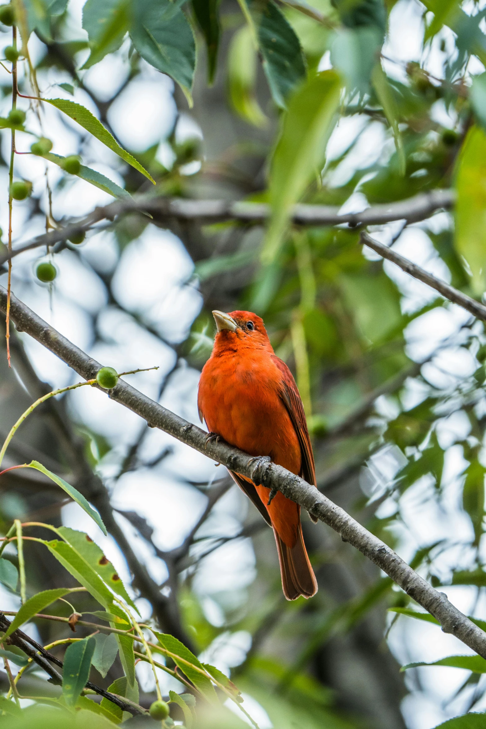 an orange bird sitting on a tree nch