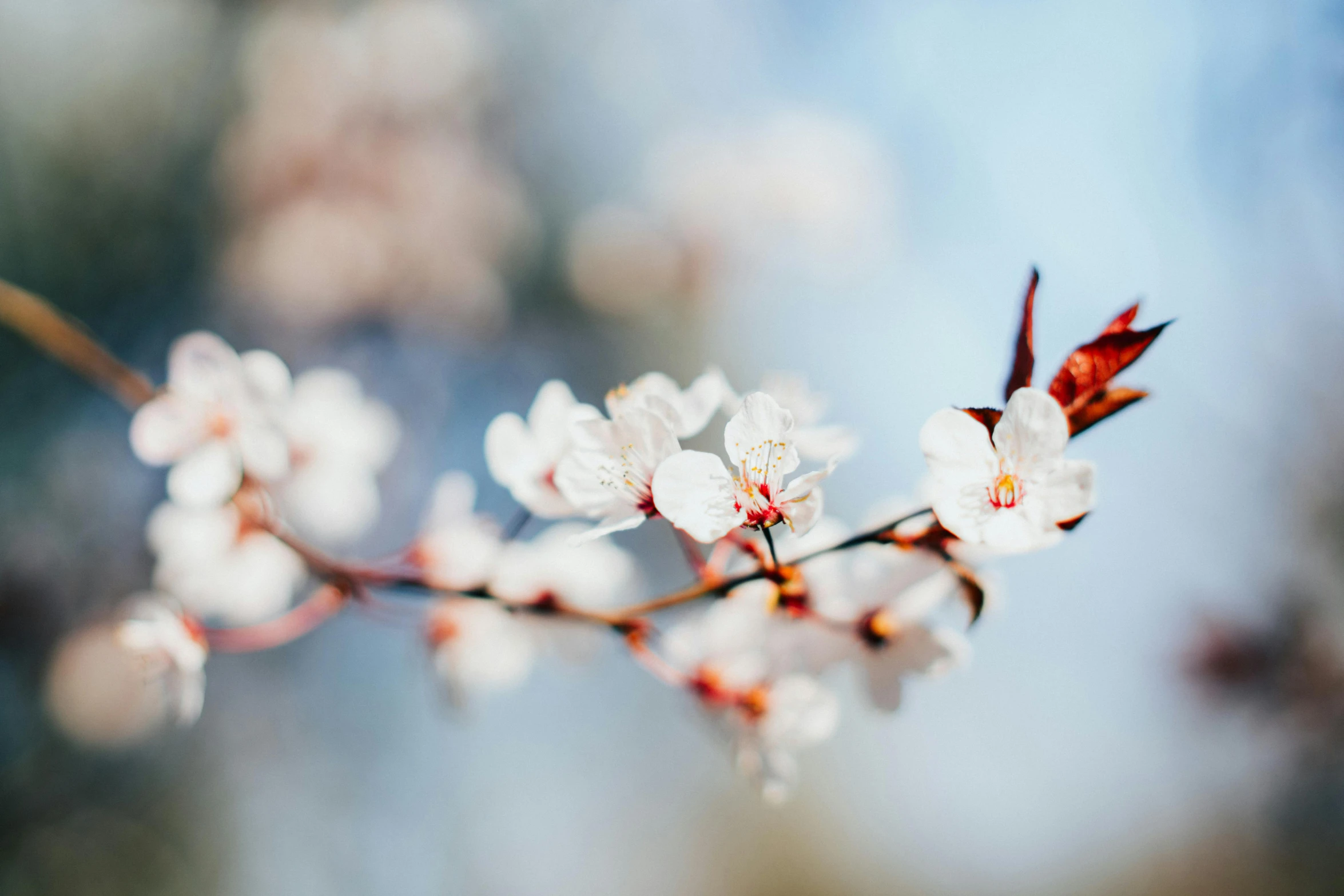 blossoming white flowers with bright red centers on an early spring day