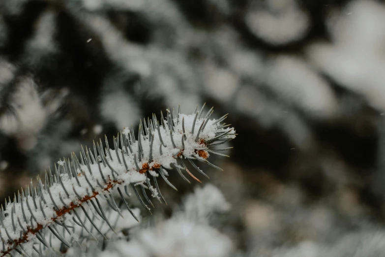 a very long plant that is in some snow