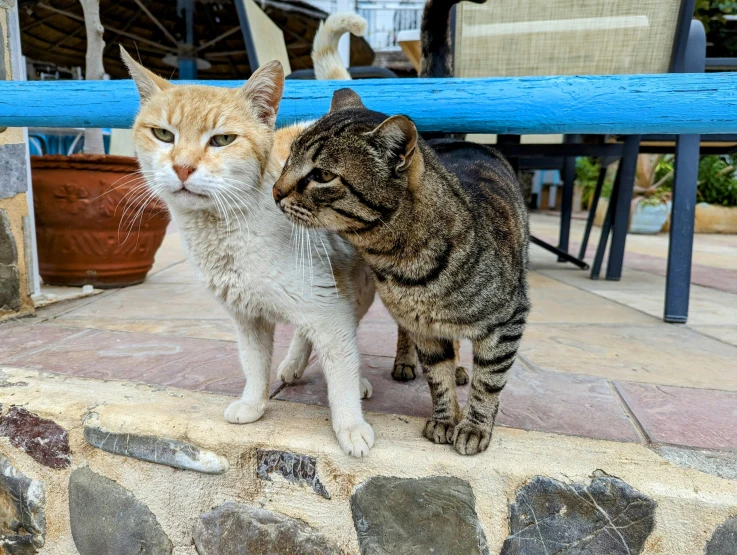 a couple of cats that are by some rocks