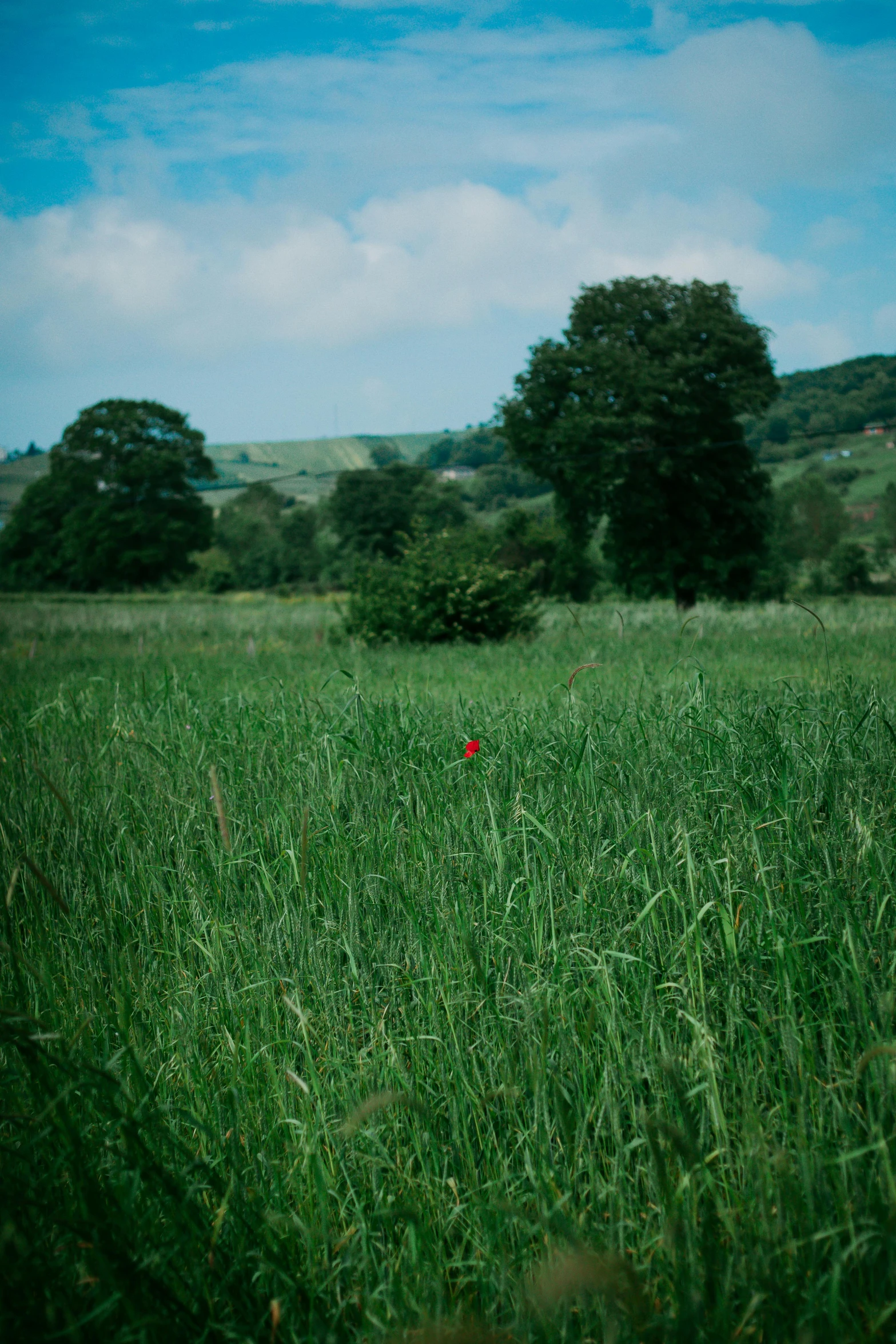 tall grass with red flowers on it in the background