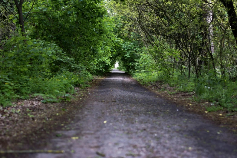 a trail that is surrounded by trees and grass