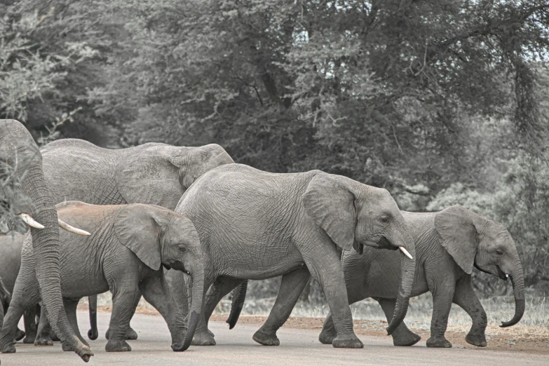 three baby elephants following their parent across the road