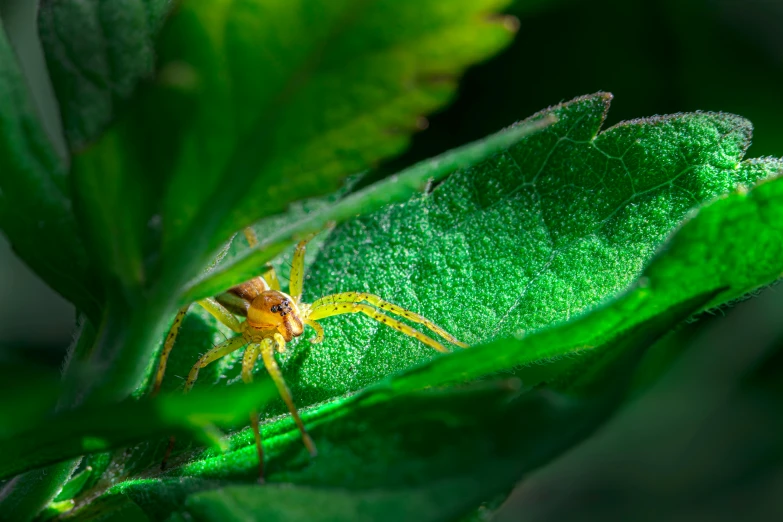 a brown spider sitting on top of a leaf