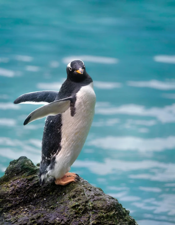 a small penguin stands on a rock by the water