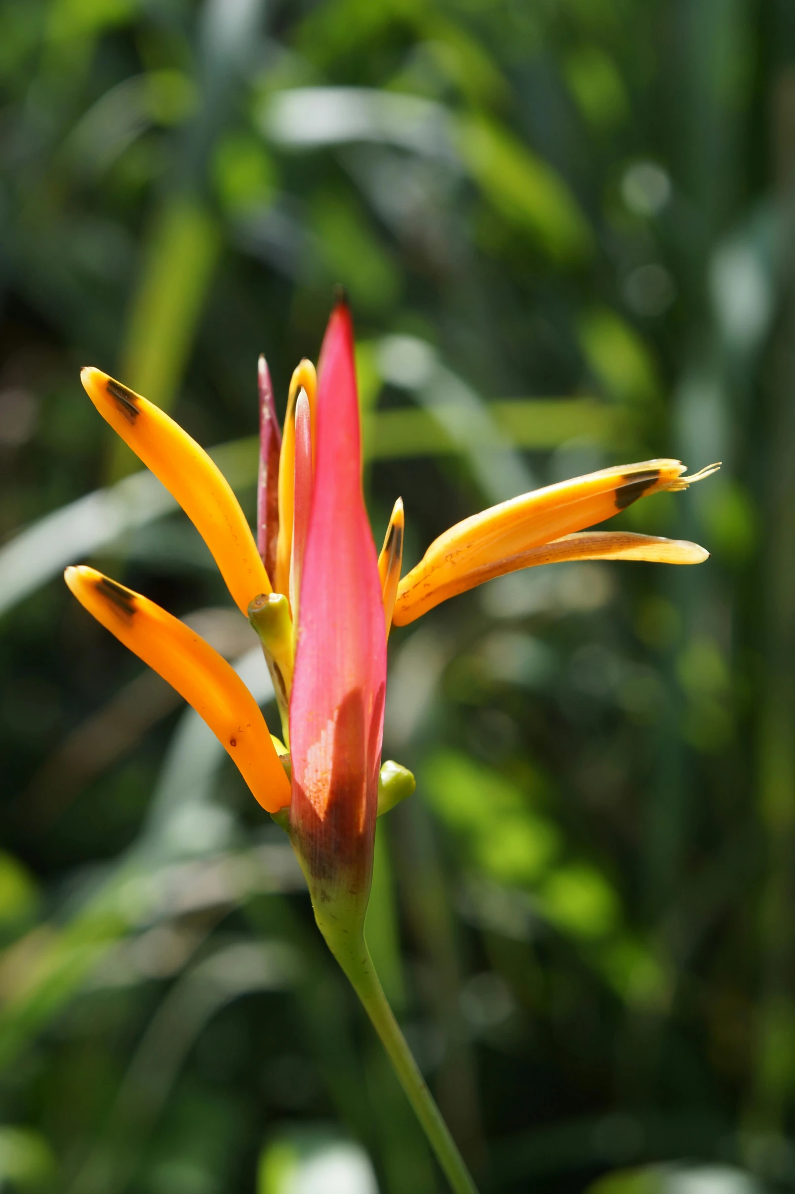 close up view of an orange and yellow flower