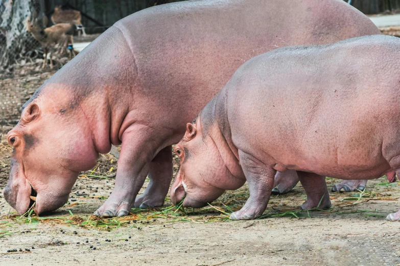 two hippopotamus in an enclosure eating hay