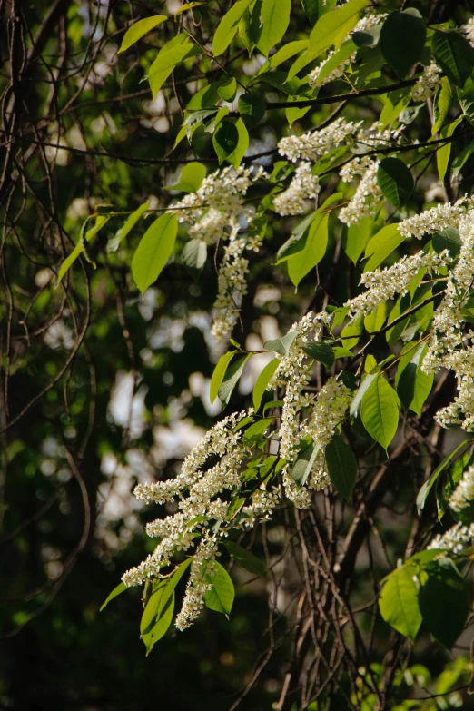 the large nch has small white flowers on it