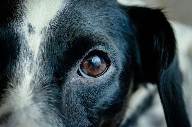 close up po of a black and white dog's eyes