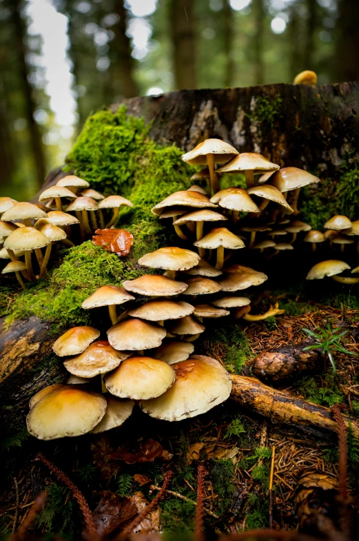 a bunch of mushrooms sitting on the ground in the forest