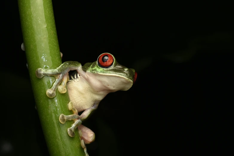 a frog with red eyes is climbing on a plant