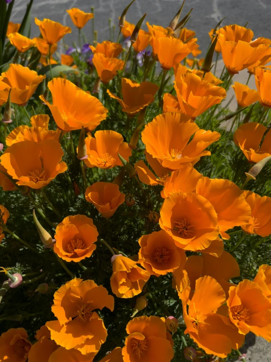 an arrangement of orange flowers on a bed