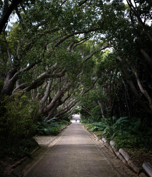 a pathway is dotted with trees in the middle of it