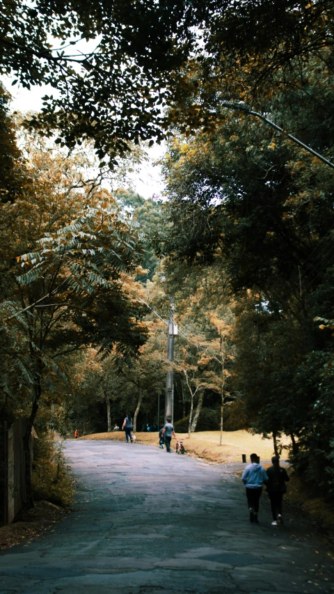 several people walk down a path in the woods