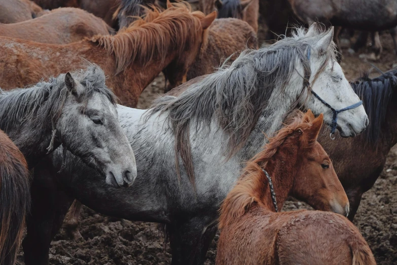 horses standing in a muddy field next to one another