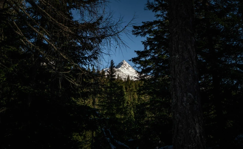 a pine tree stands on a hill in front of a mountain